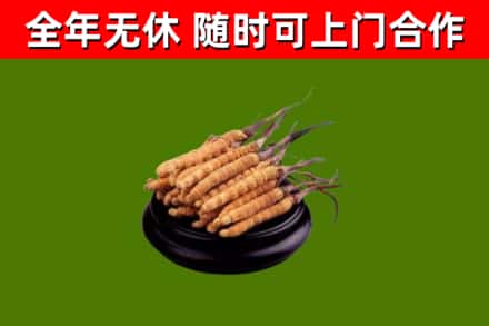 白沙回收冬虫夏草