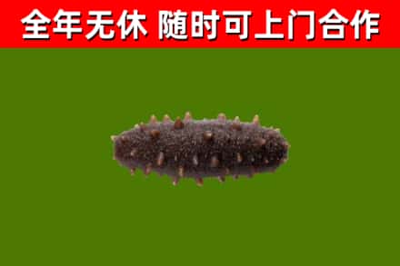 白沙回收海参干